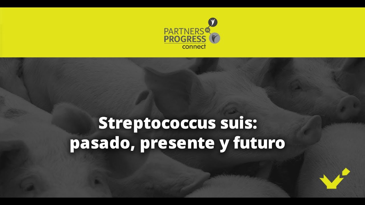 Streptococcus suis: pasado, presente y futuro