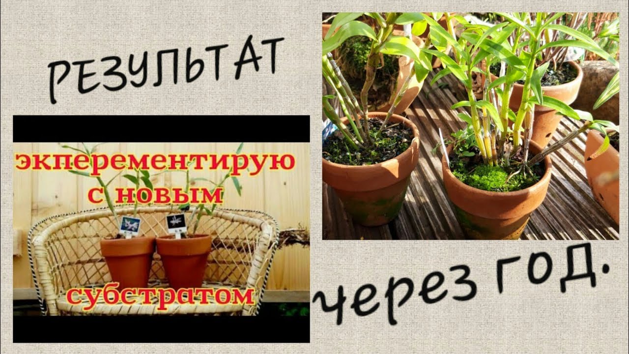 Как посадить орхидею? Как посадить дендробиум.  Субстрат для орхидей - корни растут - видео-отчет ☺