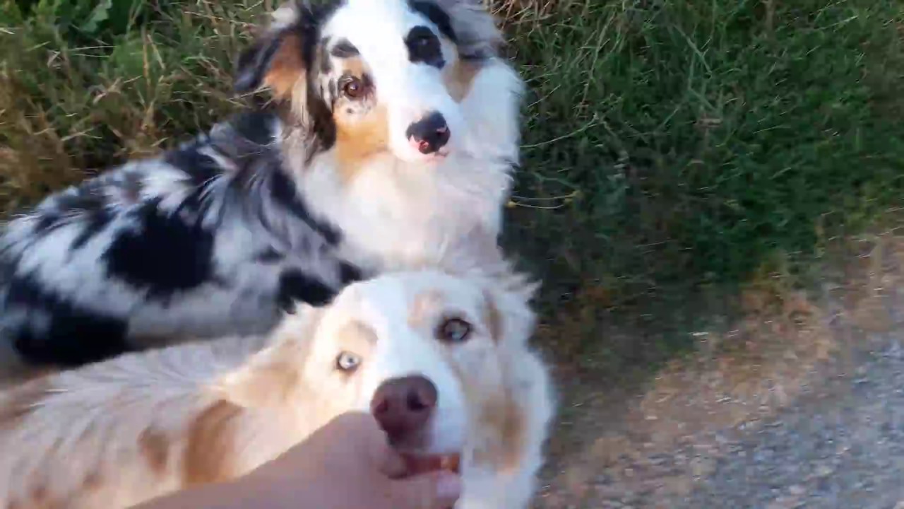 Hundebegegnungen üben | Wie wir es geübt haben, entspannt an anderen Hunden vorbei zu gehen