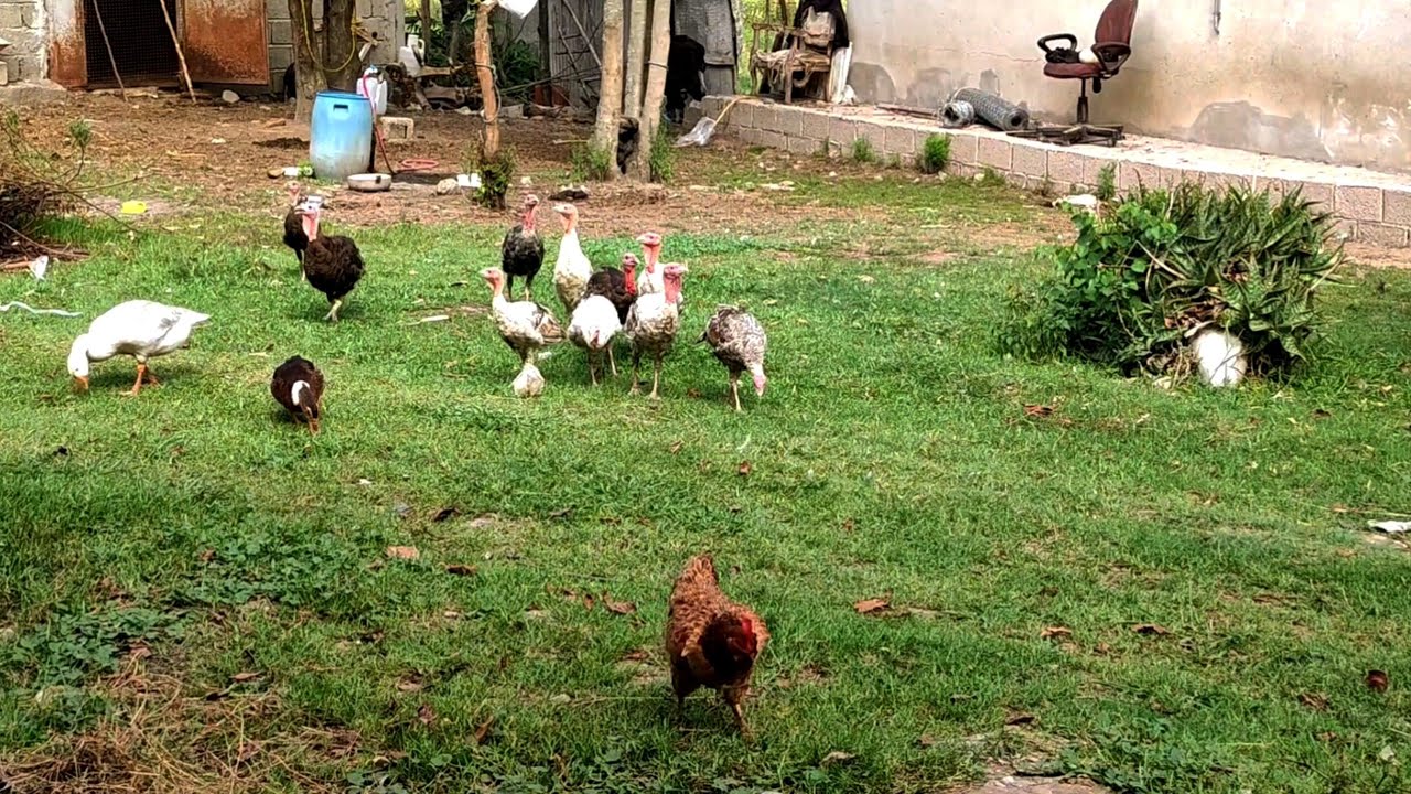 A Peaceful Walk Through Village Life | Cows, Chickens & Mountain Roads with Nature Sounds