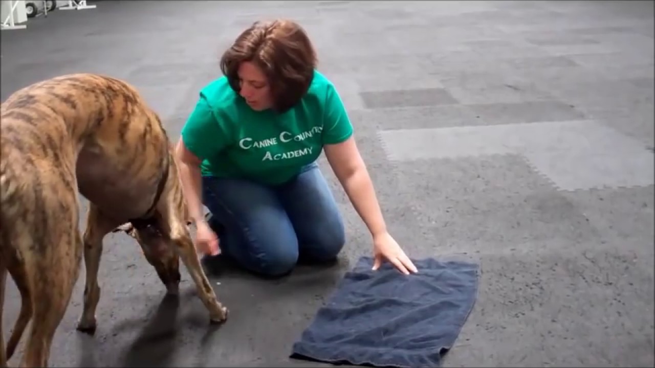 Teach Your Dog to File Their Own Nails - No Fear, No Frustration