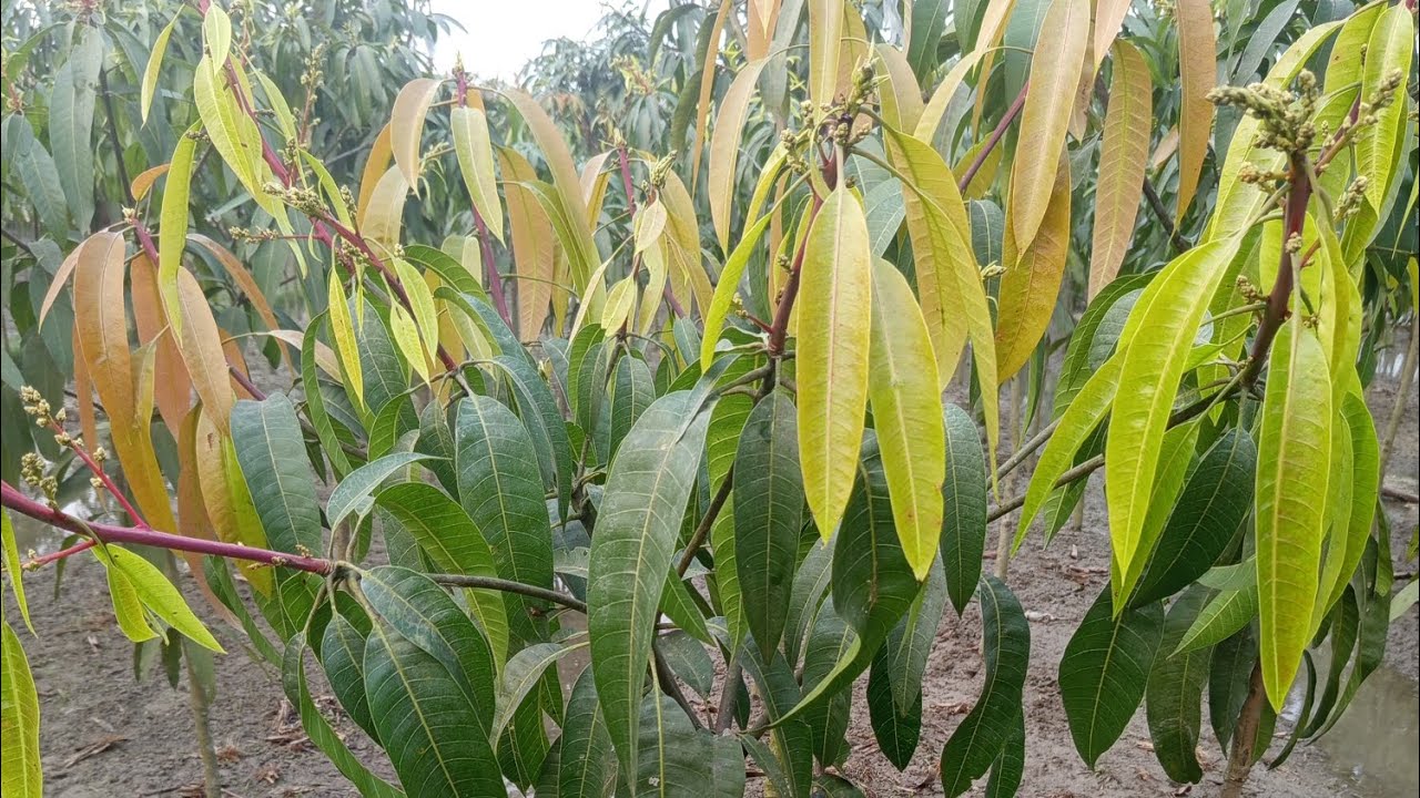   জাপানি মেয়েচাকি কিউযাই  বানান সহ দেশি-বিদেশি জাতের চারা গাছ বিক্রি করা হয় যোগাযোগ 01773725779করুন