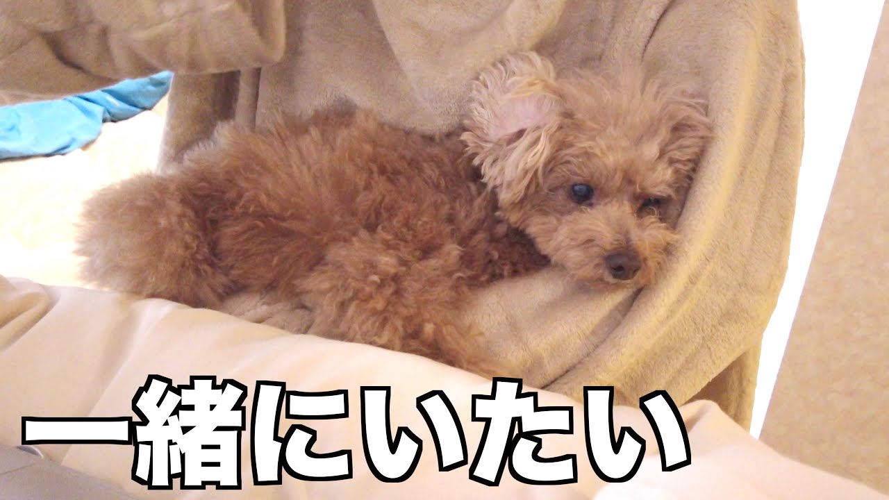 パパが在宅ワークしたら普段クールな兄犬が甘えん坊になっちゃいました