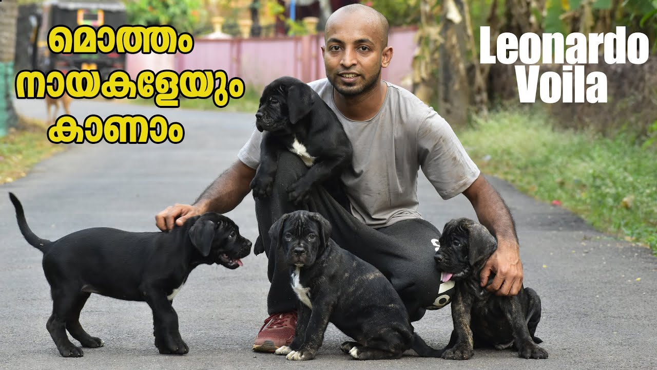 Our Dogs || Leonardo Voila