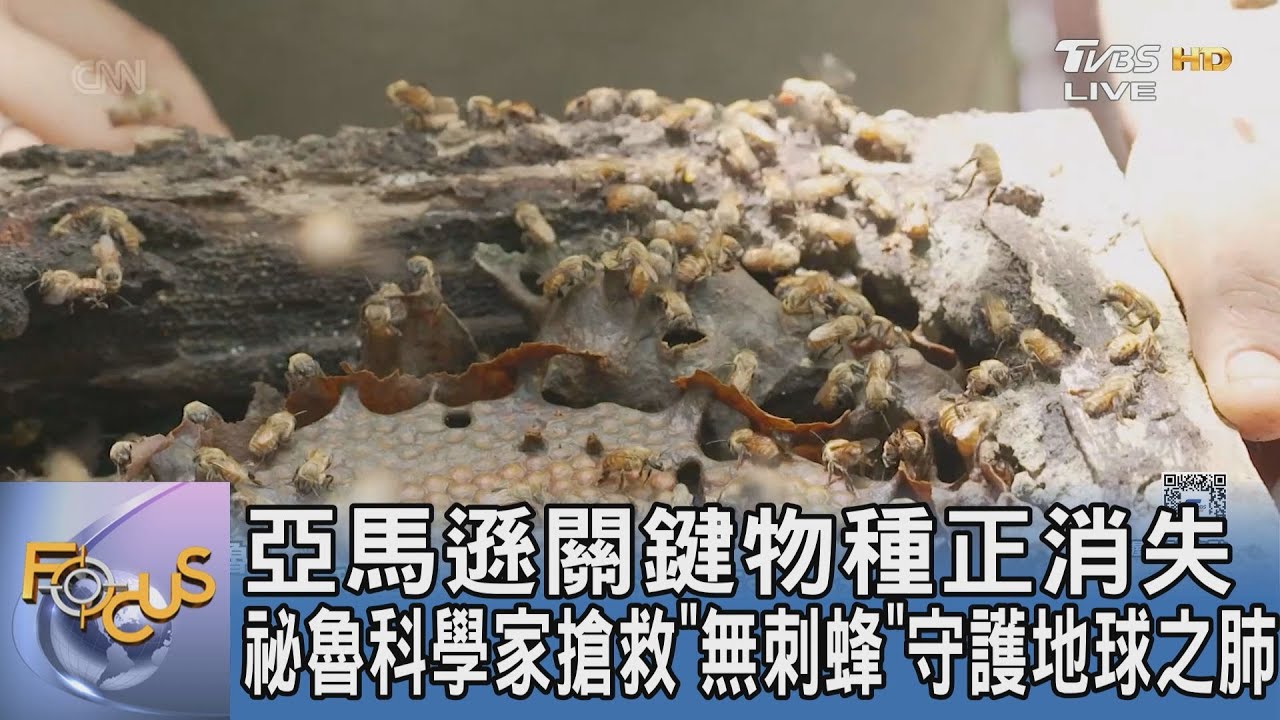 亞馬遜關鍵物種正消失 祕魯科學家搶救「無刺蜂」守護地球之肺｜FOCUS午間新聞 20260121 @tvbsfocus