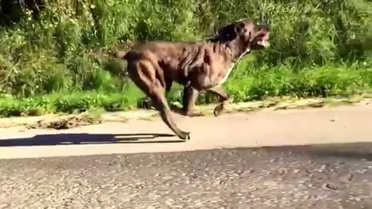 Cane corso running in epic slow motion