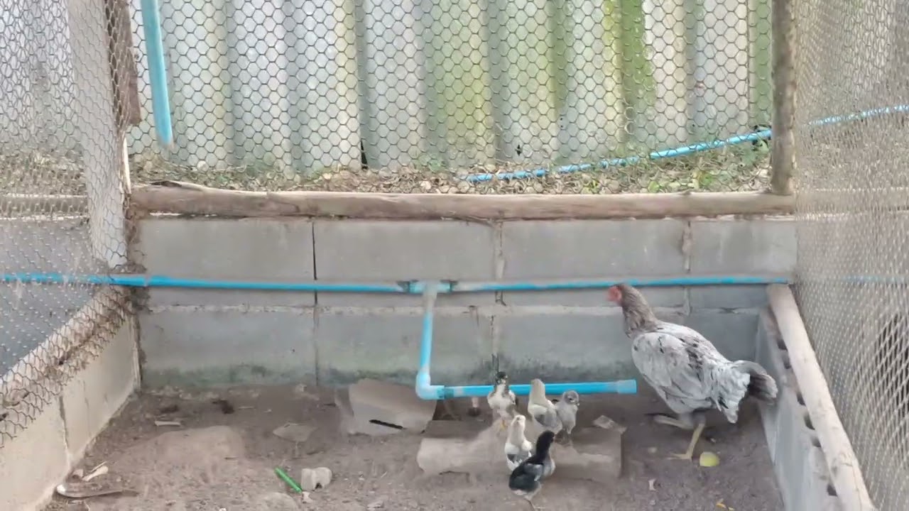 ทวนไก่เชิงพนัส