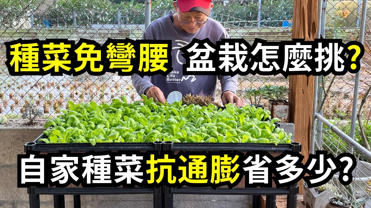 種菜免彎腰，盆栽怎麼挑?自己種菜可以省多少?好用種植箱推薦| 阿星種植