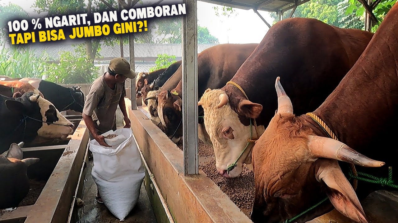 Ternak Sapi Modern ❗Hemat Waktu & Tenaga, Pelihara Ratusan Sapi Tanpa Ngarit, Dan Comboran