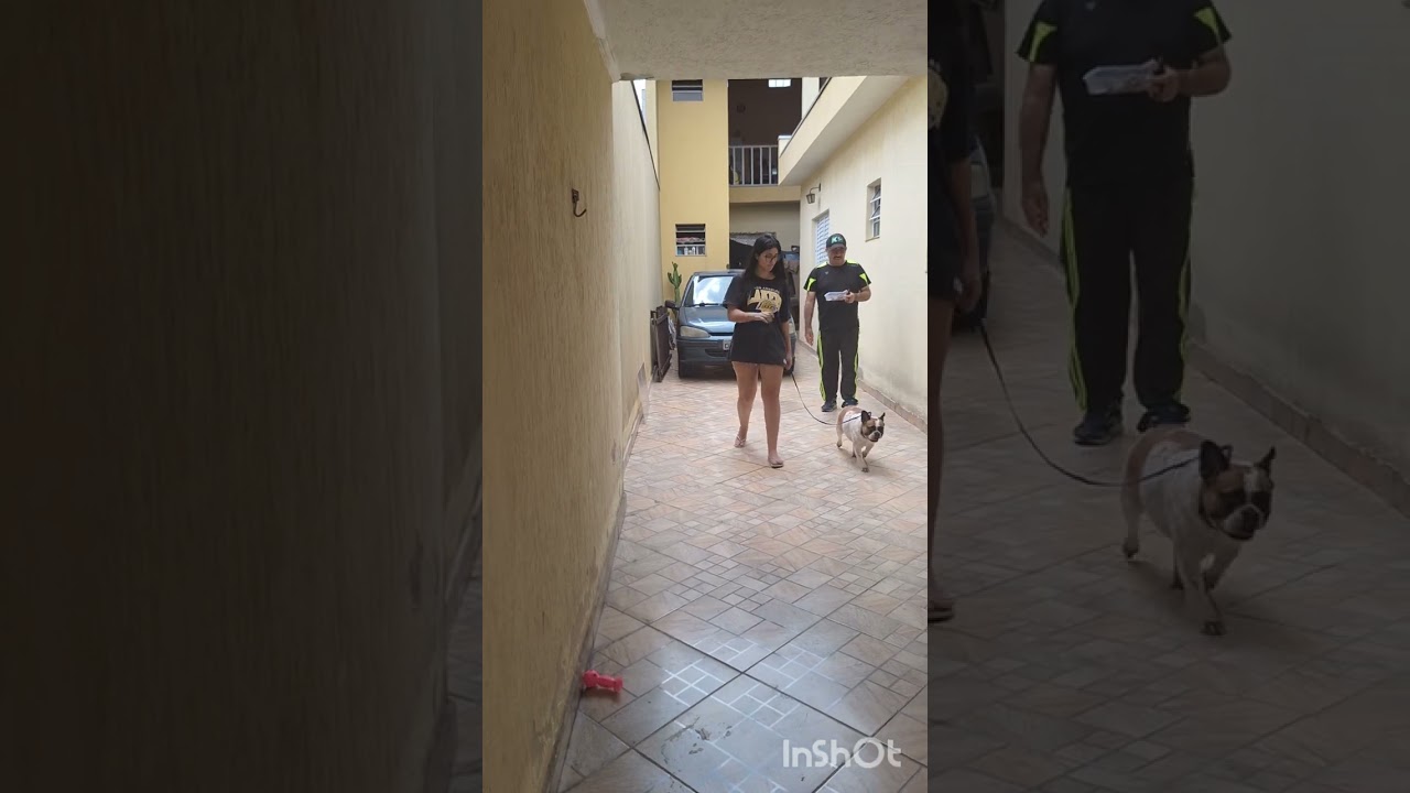 @alberto3848 DICAS DE EXERCÍCIO PARA VOCÊ FAZER COM SEU CÃOZINHO: