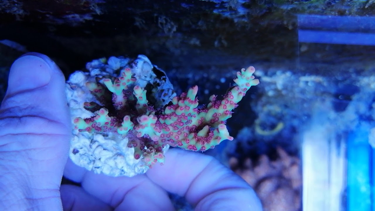 Acropora Microclados strawberry shortcake-M3 CORAL GANDALF