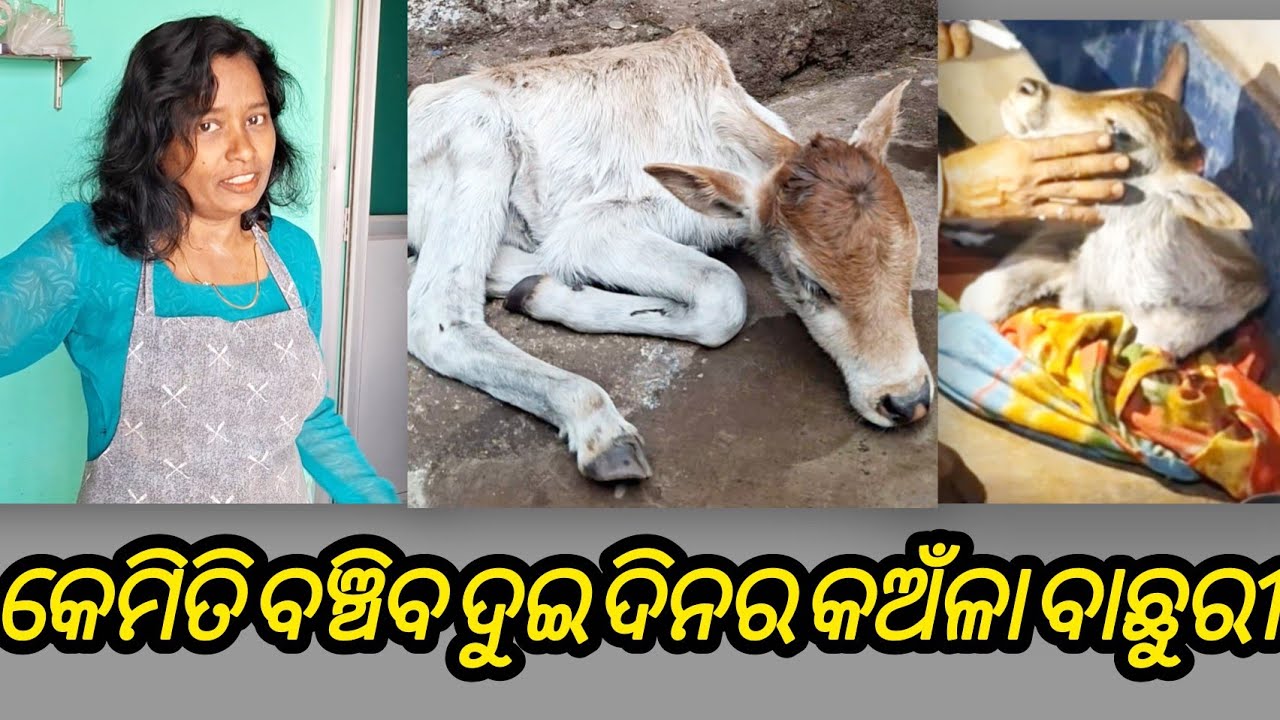 ରାସ୍ତାରେ ଜନ୍ମ କରି କୁଆଡେ ପଳେଇ ଗଲ। ଗ।ଈ parvo ରେ ବଞ୍ଚିଗଲା non-vac dog