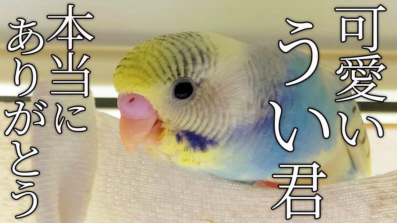 ありがとう、うい君。