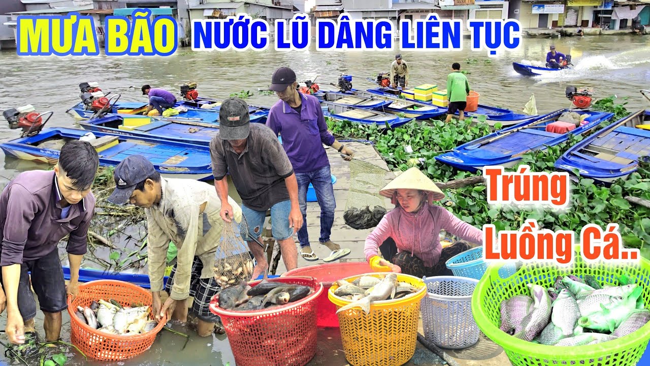 MƯA BÃO NƯỚC DÂNG LIÊN TỤC - BÀ CON XÓM LƯỚI TRÚNG LUỒNG CÁ QUÁ NHIỀU Ở CHỢ CỜ ĐỎ