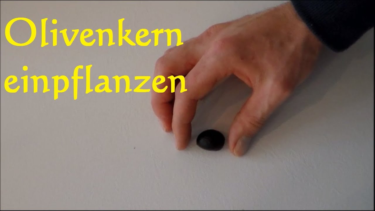 Olivenbaum aus Kernen ziehen züchten - Olivenkern einpflanzen Oliven keimen Olivenkern