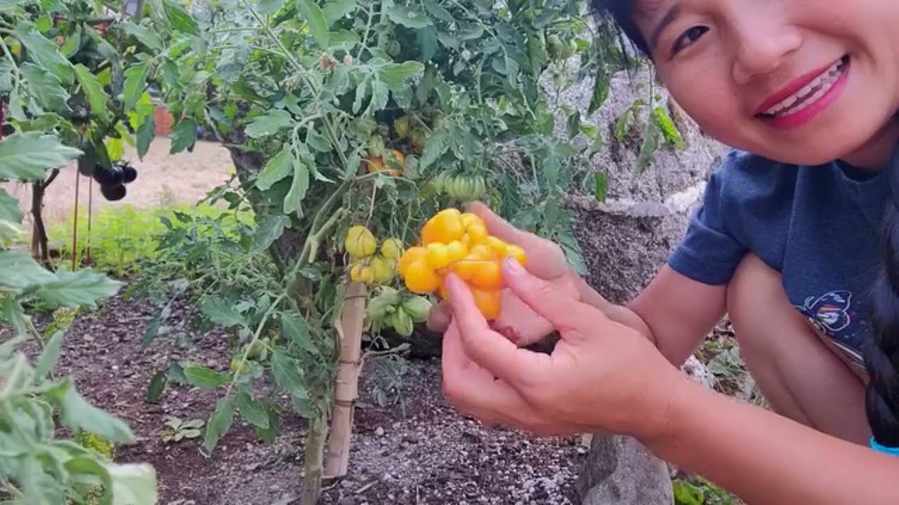 FULL VIDEO, THU HOẠCH CÀ CHUA CHÙM VÀNG, THÙ LÙ VÀNG, THÙ LÙ XANH