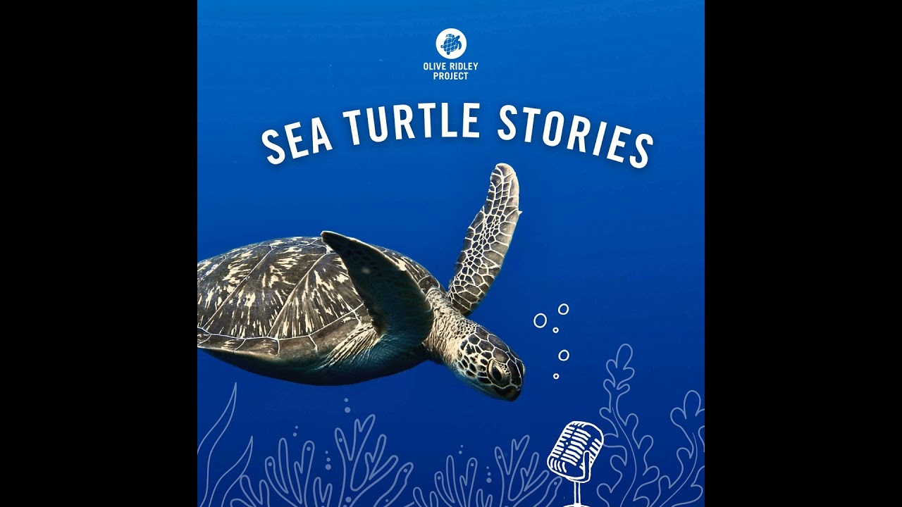 Sea Turtle Stories Trailer