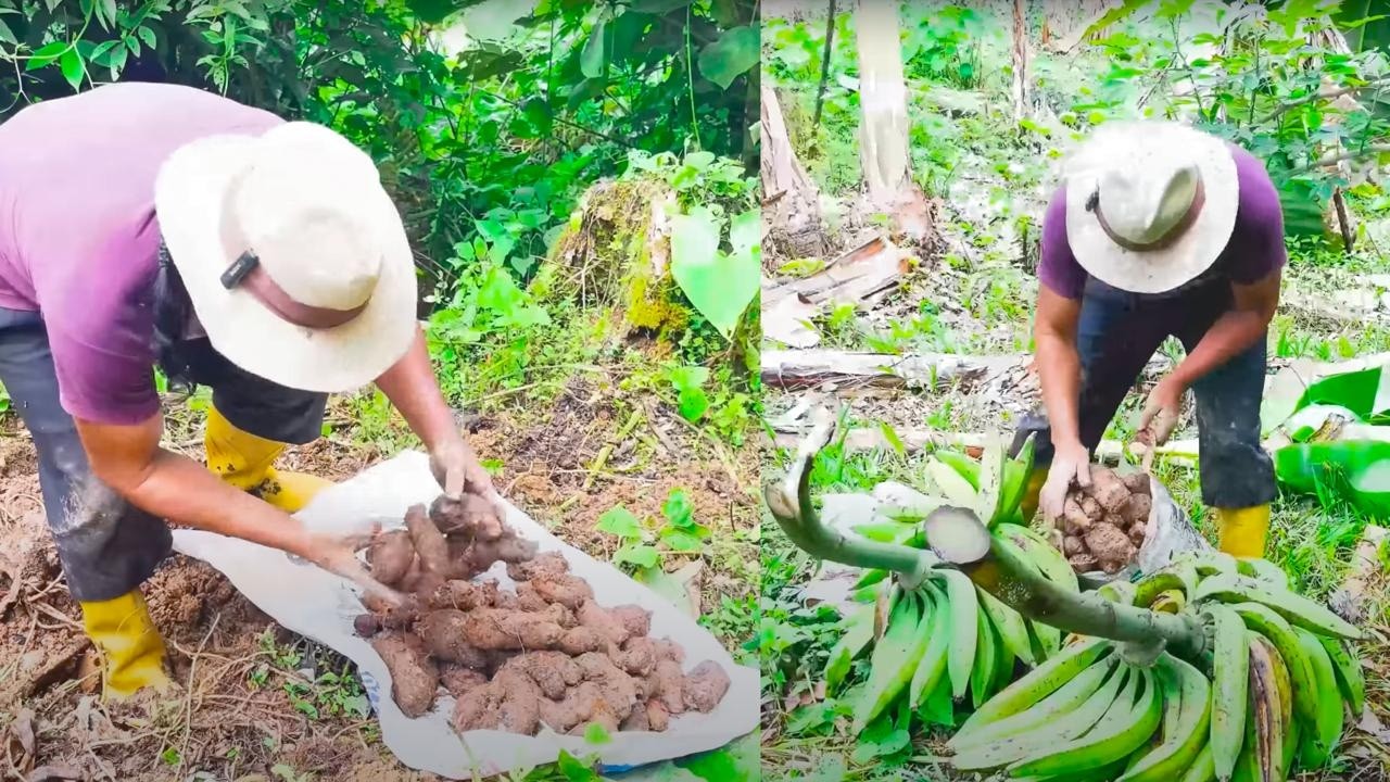 COSECHANDO LOS PRODUCTOS DEL CAMPO.