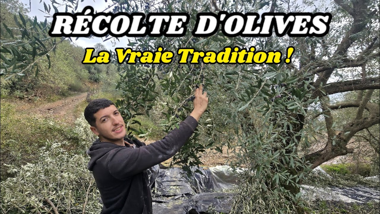 Récolte d’olives en Kabylie 2025 🍃 : une tradition ancestrale à découvrir