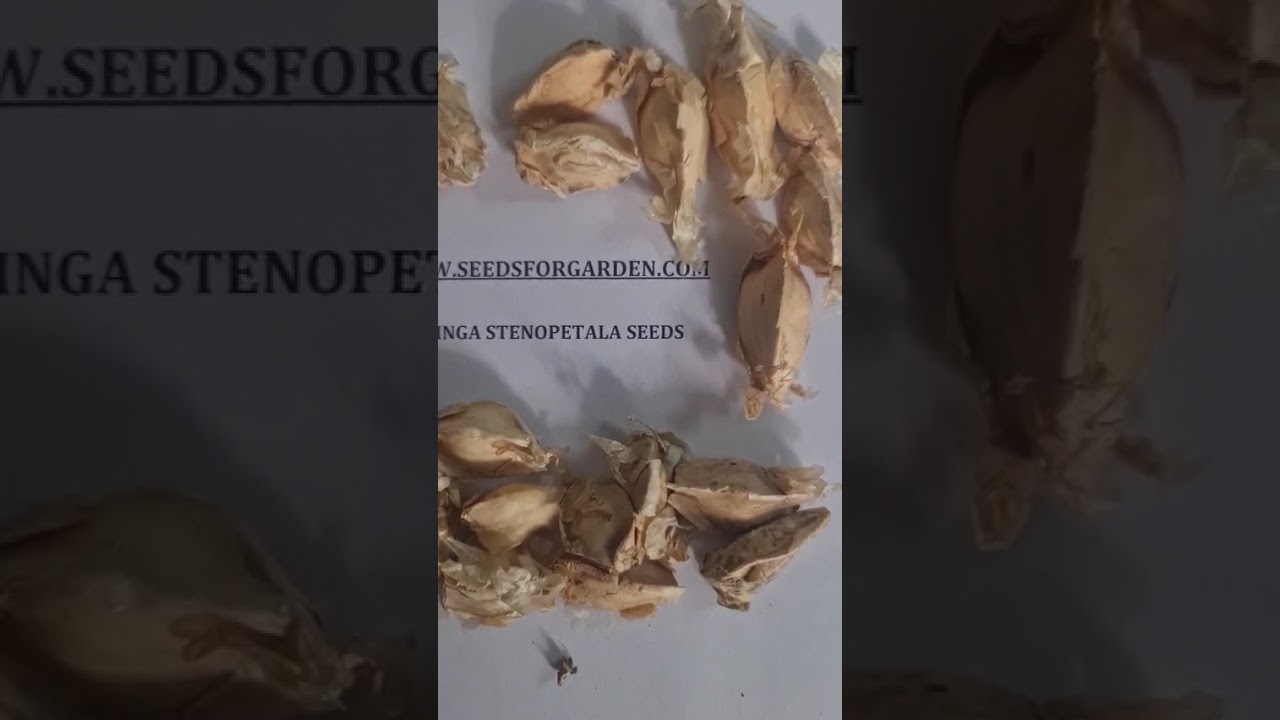 Moringa stenopetala seeds , Tropical Tree Seeds