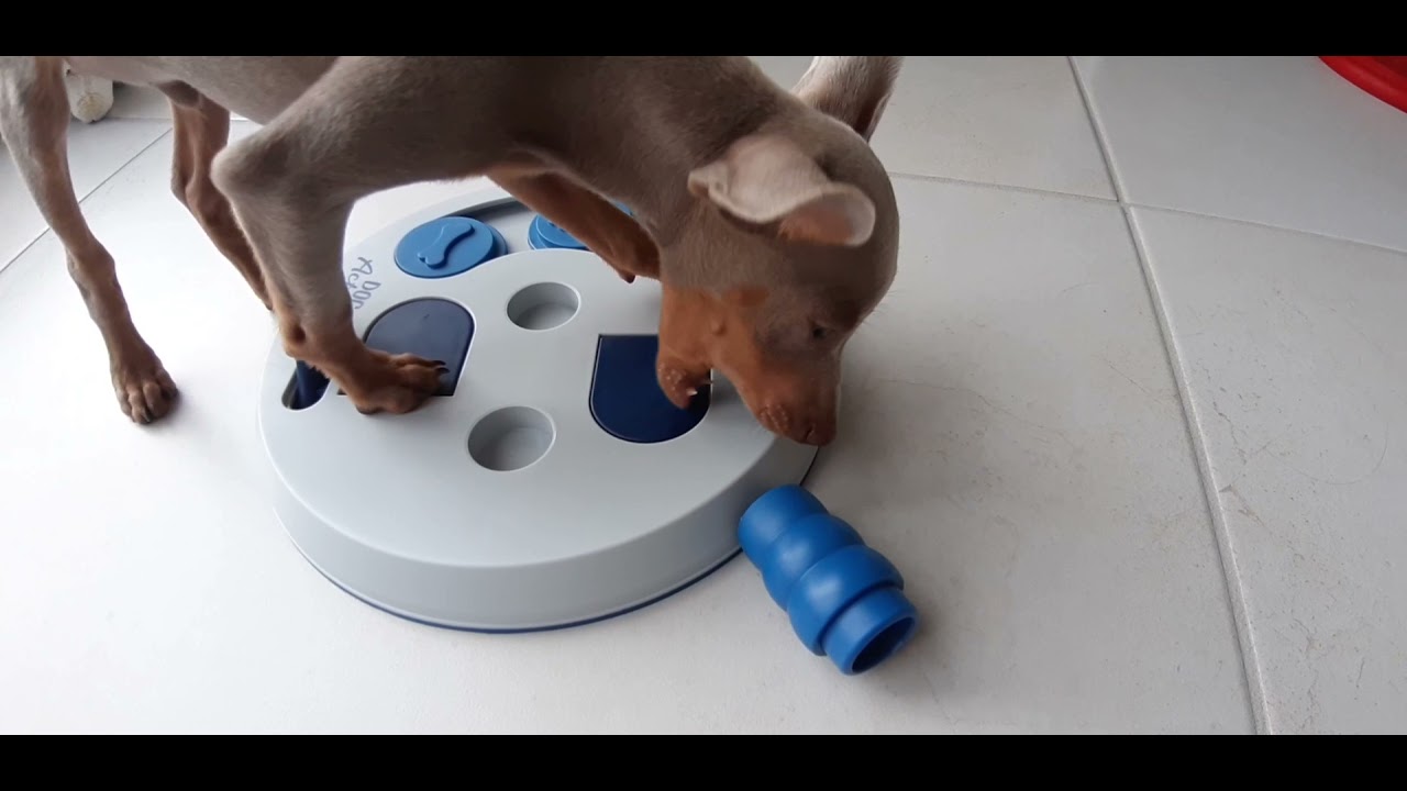 Prague Ratter with his first intelligence toy | Prague Ratter