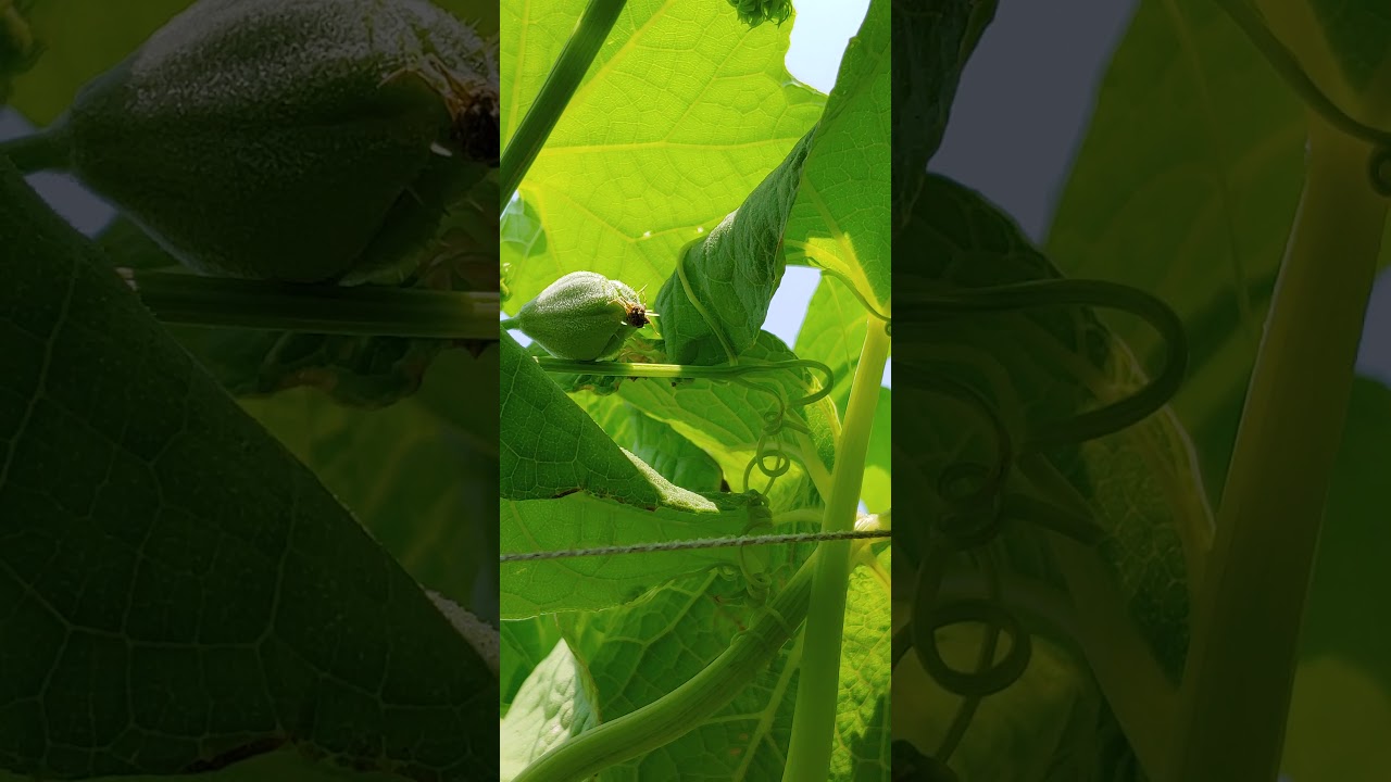 Flor femenina y masculina en chayote