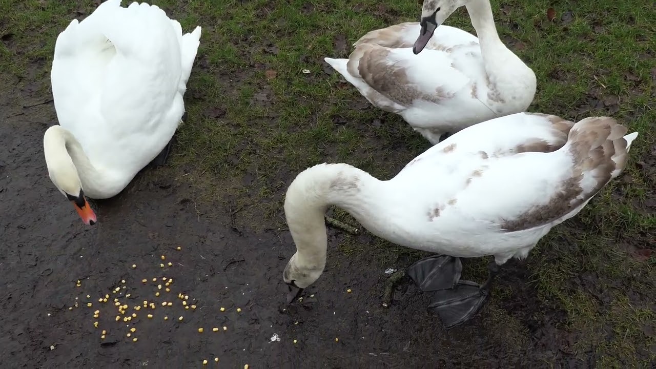 183 26&28&30Jan24 -(4K)- Cygnets have returned to the pond
