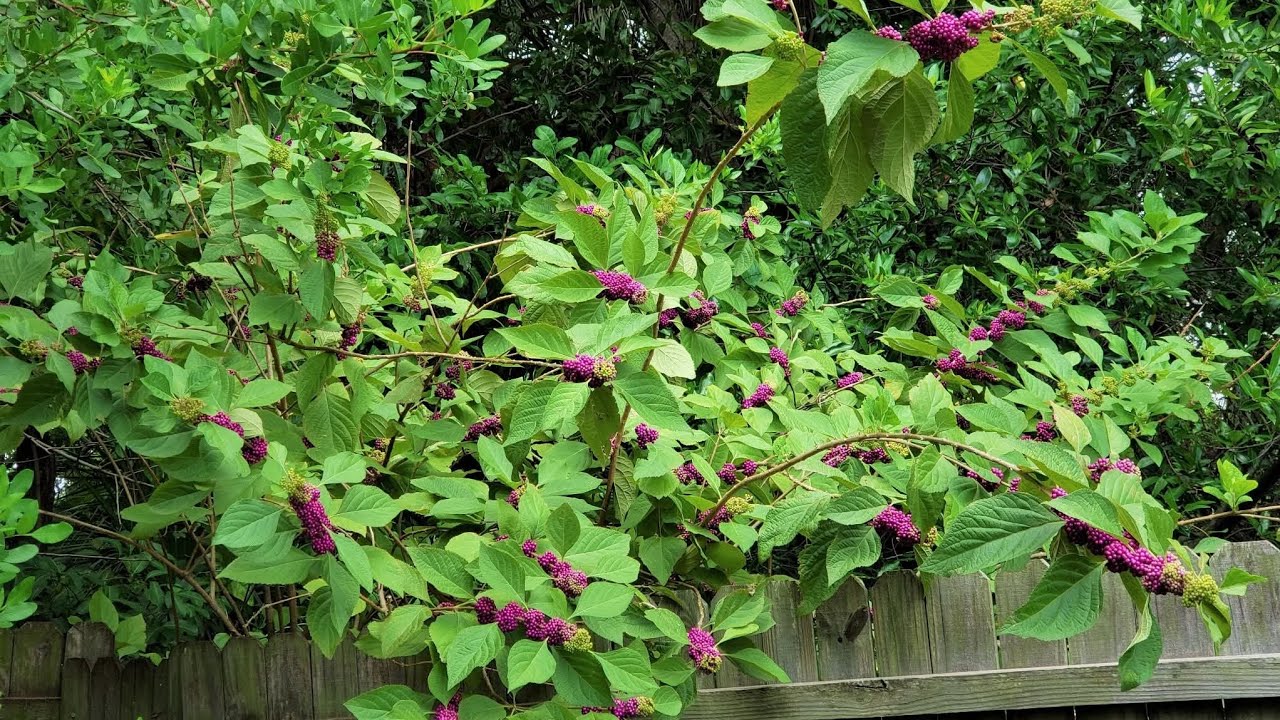 Backyard Birdie Buffet