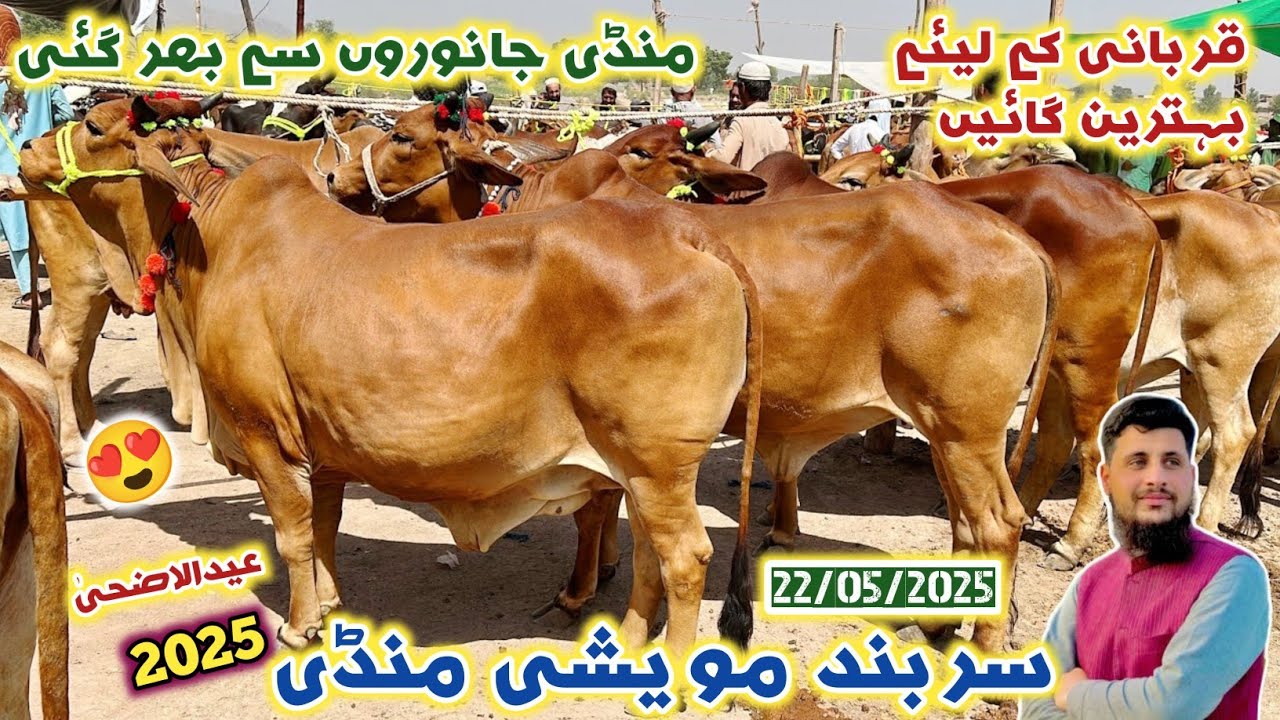 Sarband Maweshi Mandi Peshawar 22/05/2025 New Updates | Qurbani Cow Price 2025 | Izhar Ali Shah