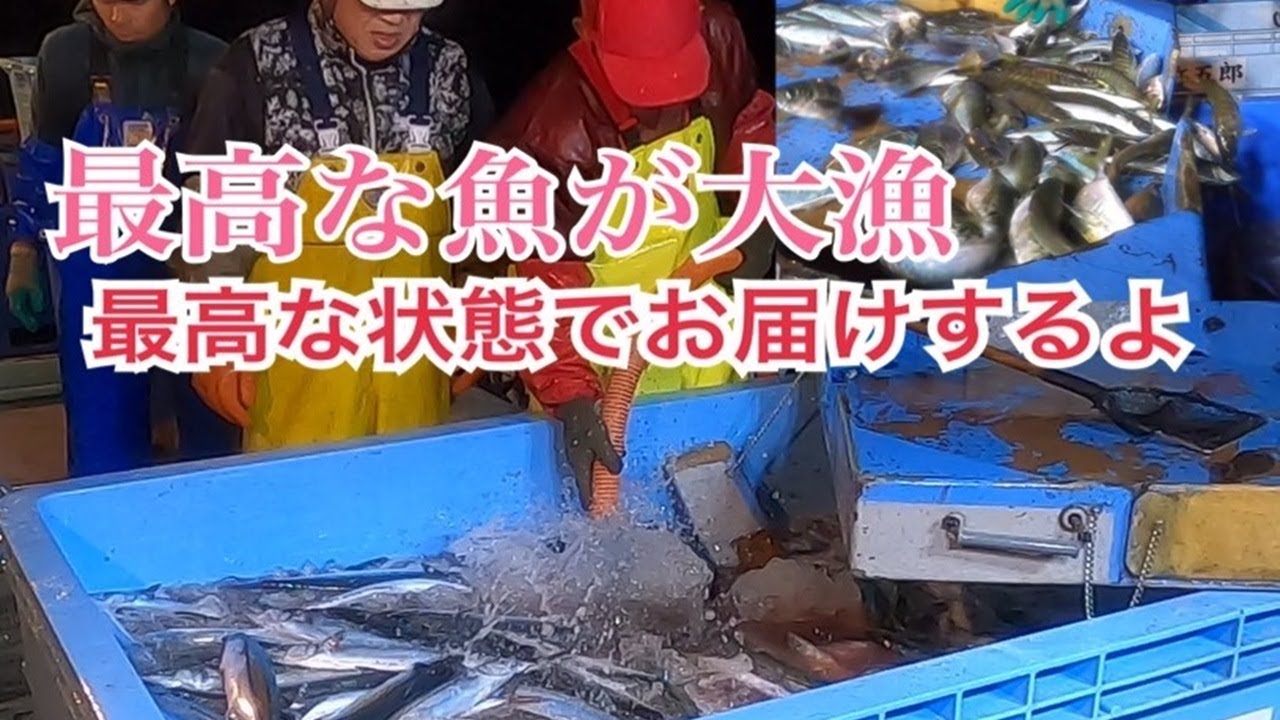 【敦賀湾リベンジャーズ】弥五郎定置網後編【大漁果たすヒーロー】