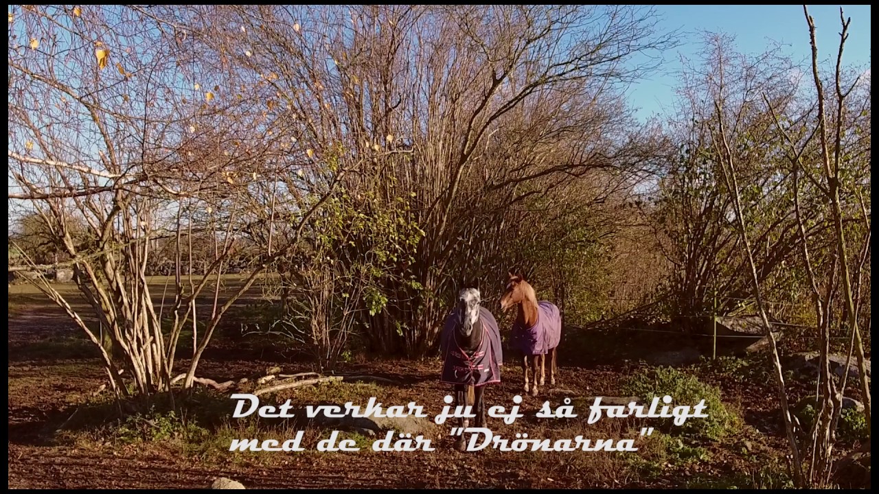 Sk&aring;ne H&aring;stad 2016 Jeanettes h&auml;star