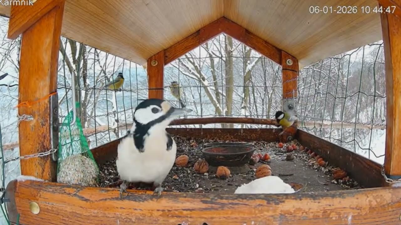 Dzięcioły i nie tylko, Karmnik dla ptaków Bieszczady,Jezioro Solińskie, Polańczyk, Polska 06.01.2026