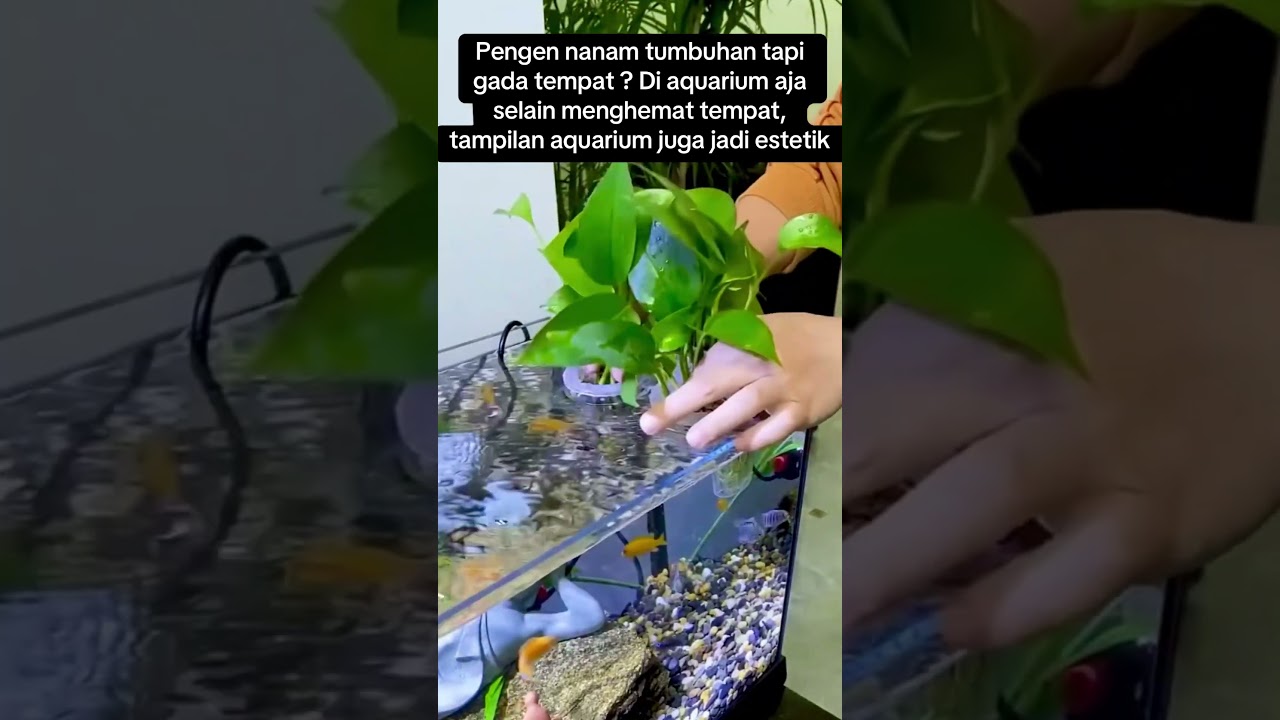Tempat Tanaman air #kolam #air #water #ikan #ikanhias #fish #kolam #aquascape #aquarium #fyp #funny