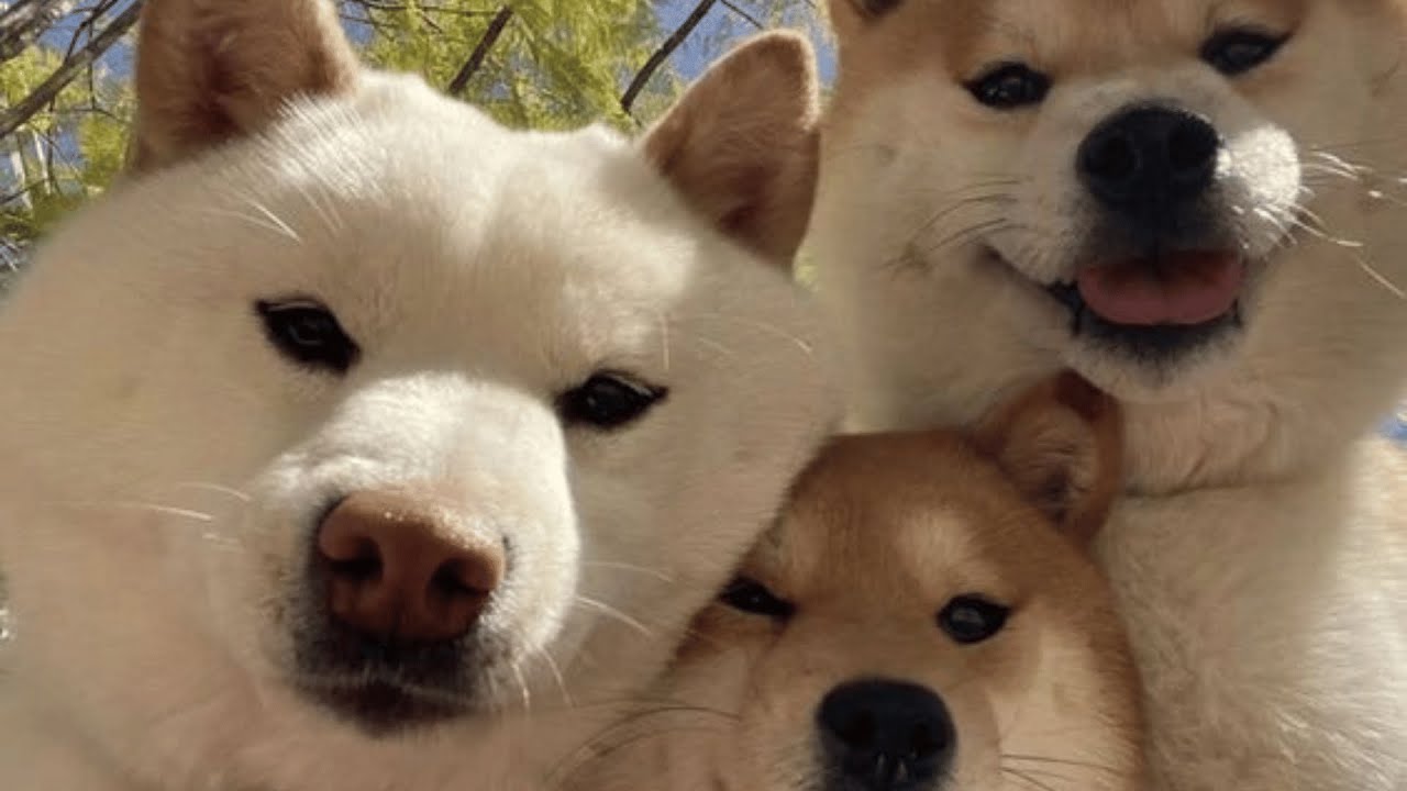 Funniest shiba inu Videos 2023 😂 New Funny Shiba Inu best Videos 😺🐶 Part 5   Tik Toks Compilation
