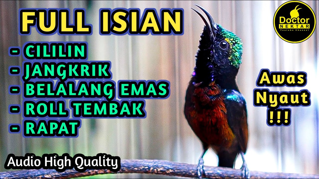 KONIN GACOR FULL ISIAN CILILIN, JANGKRIK, ROLL TEMBAK RAPAT COCOK BUAT KOLIBRI NINJA BAHAN PASTOLAN