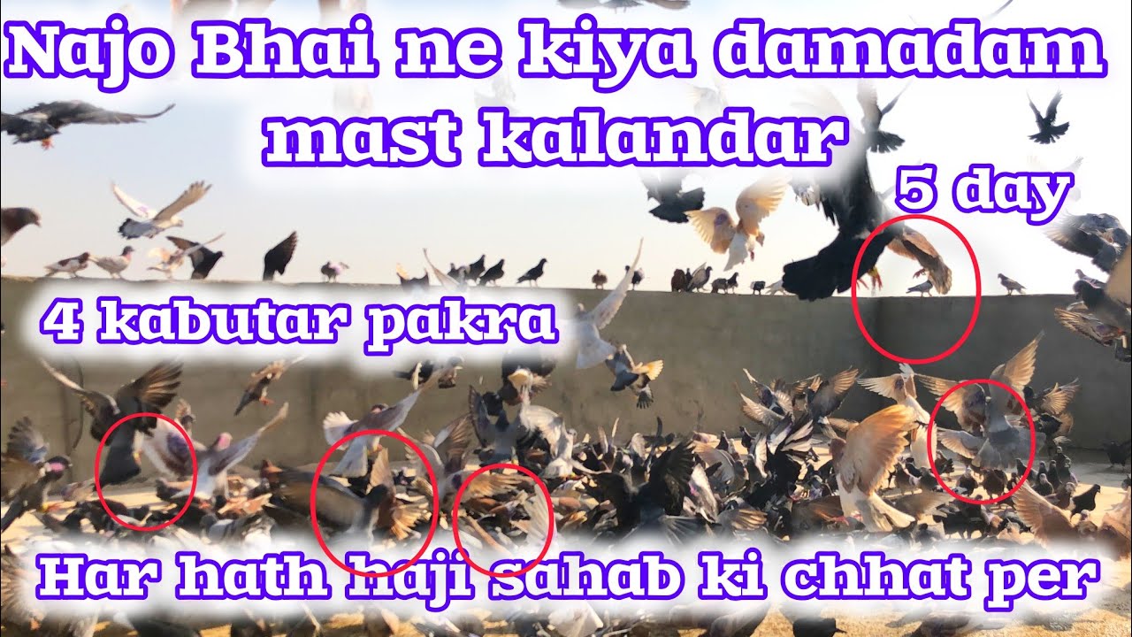 4 kabootar pakra | 💥🔥Najo Bhai V/S Haji Talib💥🔥 | Najo Bhai ne kiya damadam mast kalandar | 5 day