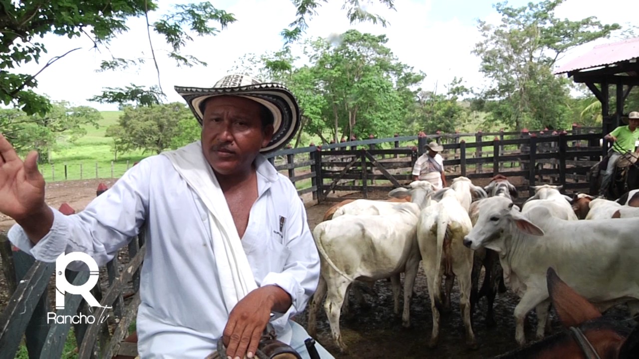 Transporte de Ganado