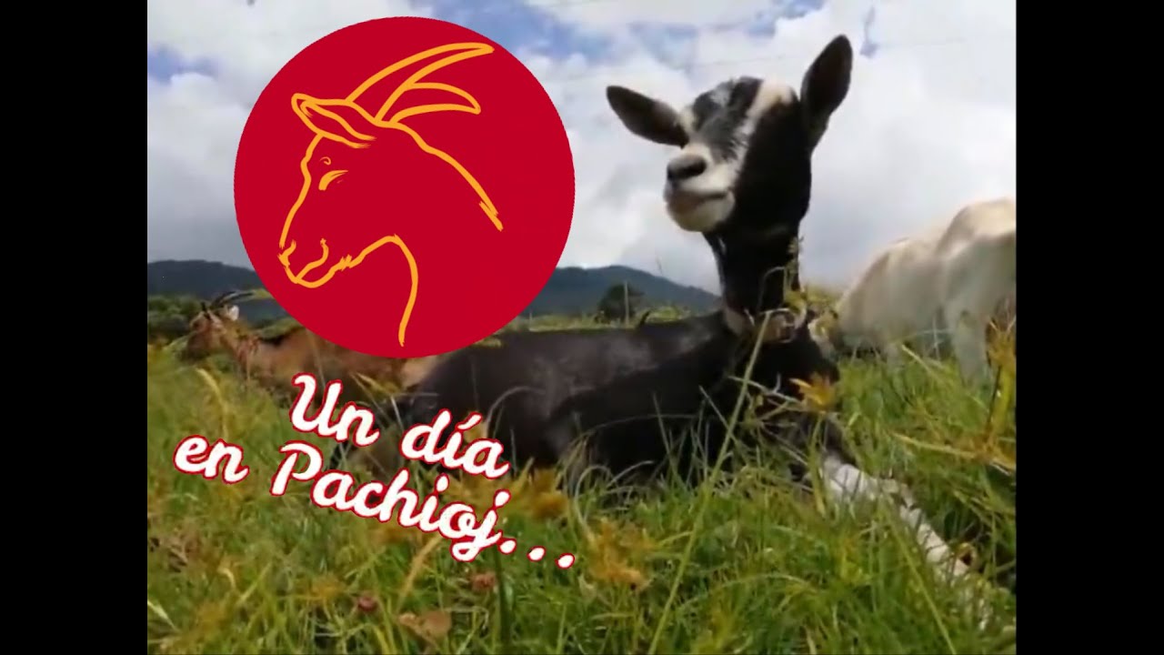 Cabras lecheras en Guatemala y quesos de cabra - Un día en la granja de Pachioj
