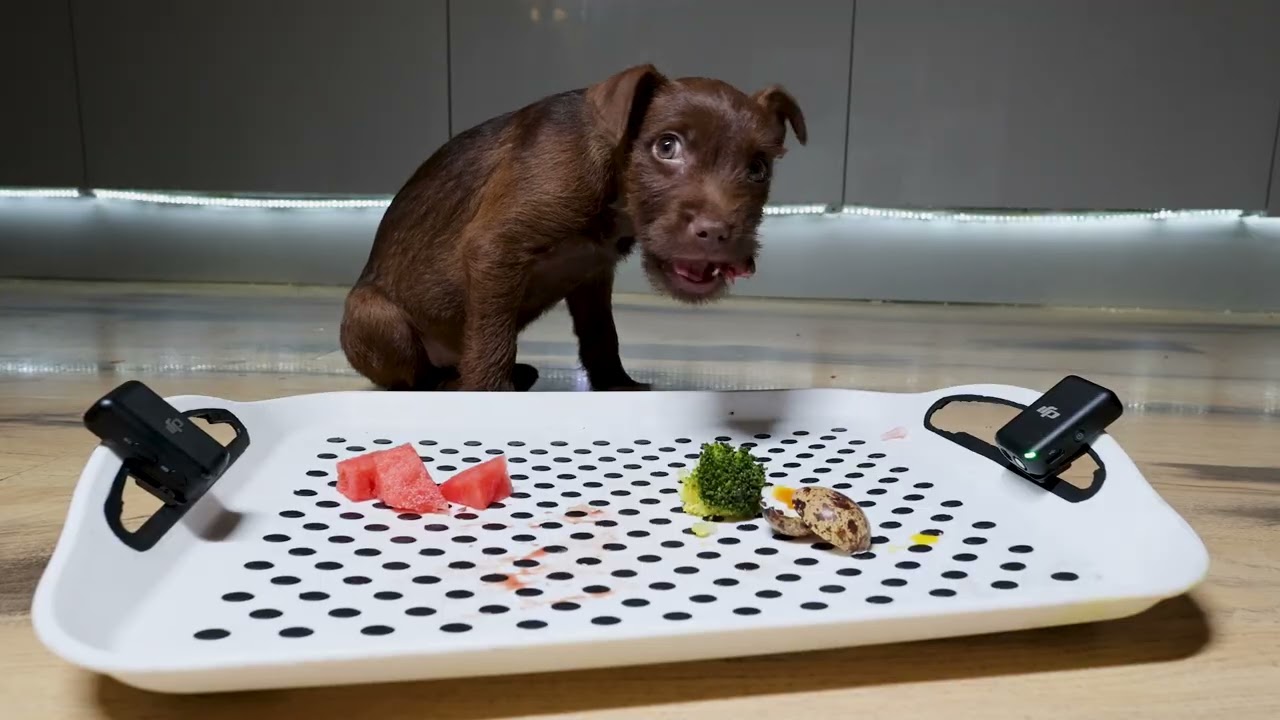 11 week old Patterdale puppy MUKBANG eating