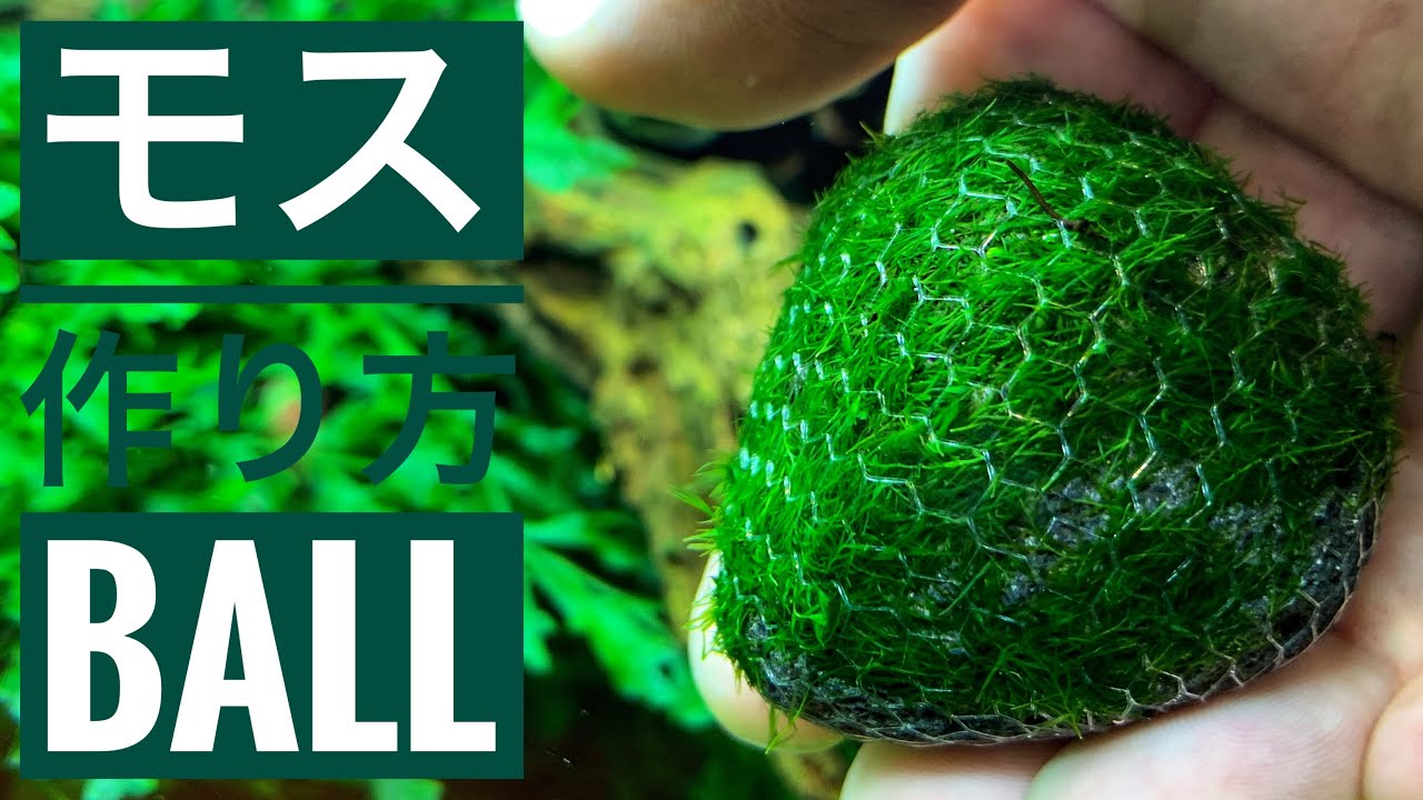 【アクアリウム】ウィローモス苔玉ボールの作り方…ウォーターフェザー使用　moss ball / the fish aquarium / planted tank