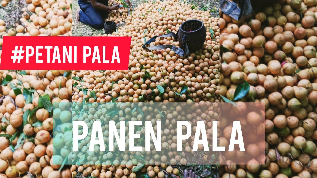 panen pala#BANDA#NEIRA MALUKU INDONESIA🇮🇩🇮🇩🇮🇩🇮🇩