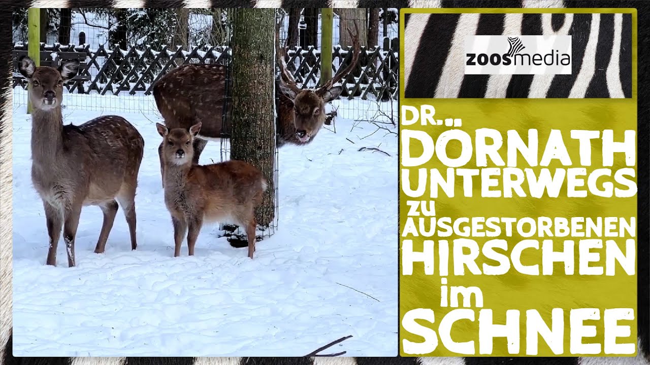Magic Park Verden: Hirsche im SCHNEE ❄️ | zoos.media