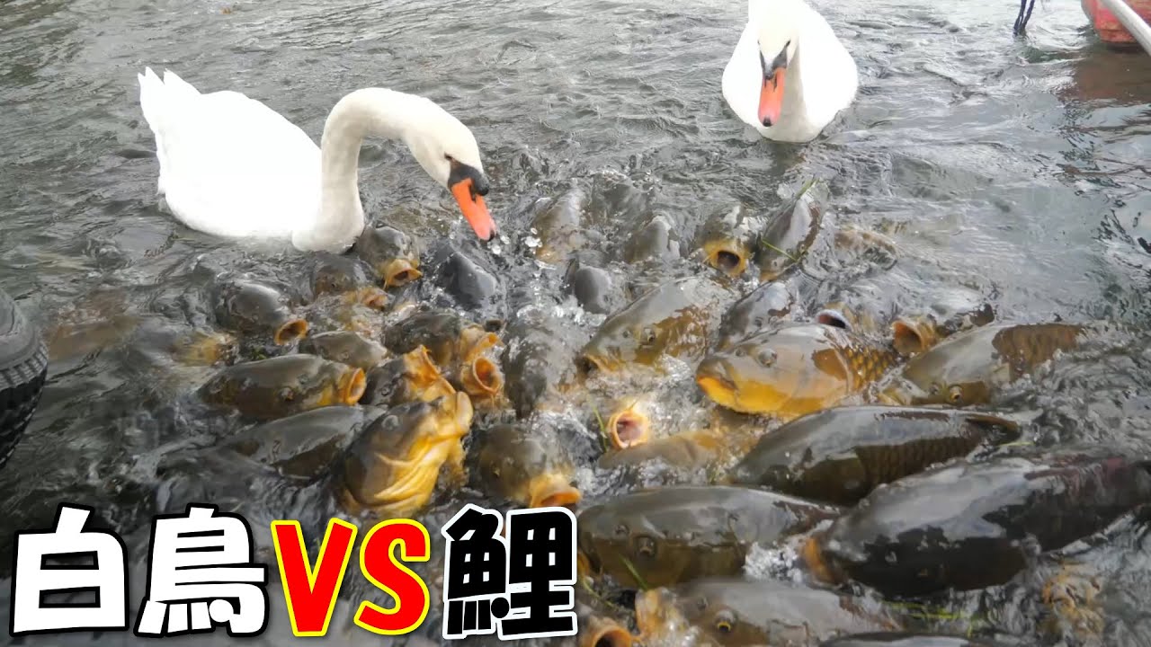 富士五湖山中湖の白鳥と鯉の仁義なき戦いを面白がって見ていたら、巻き添えを食らってしまいました
