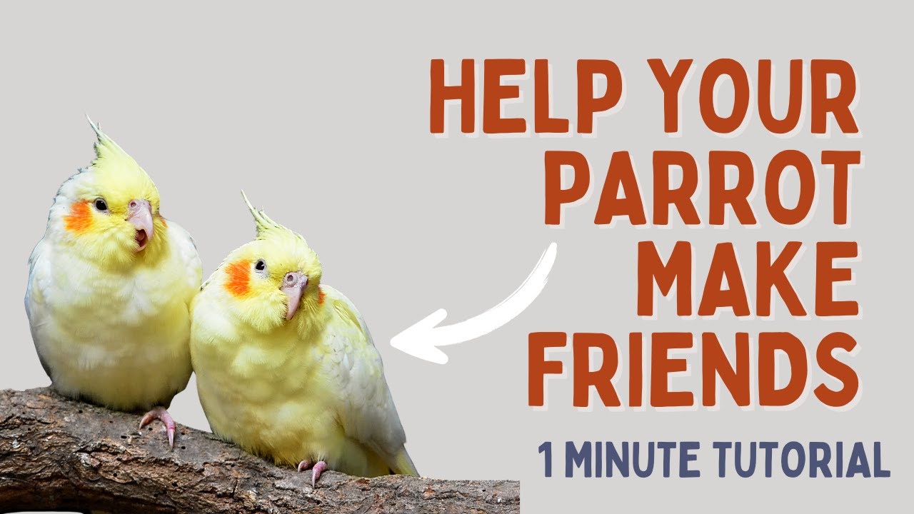 Help your parrot make friends. #tieltimemagazine #parrot #cockatiel #petbirds #parrotvideo #birds