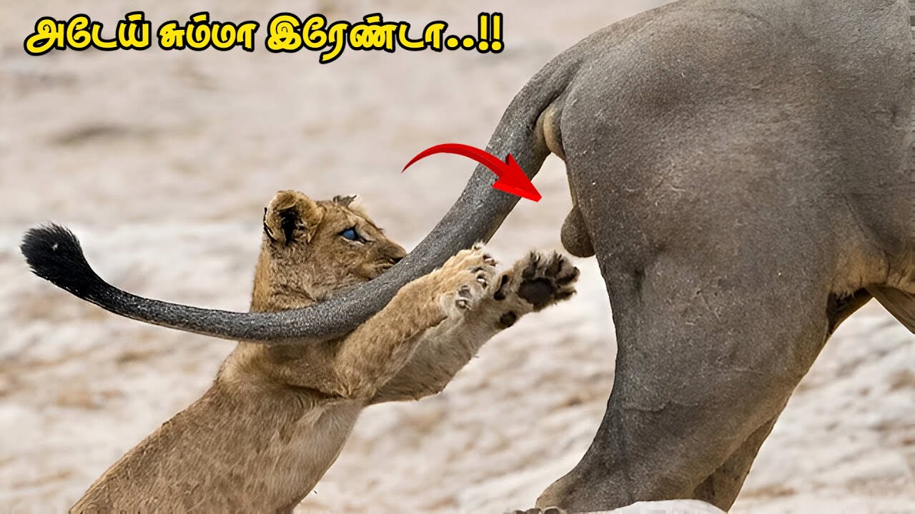 விலங்குகளின் வேடிக்கையான சம்பவங்கள் | Funny Animal Moments | AVO
