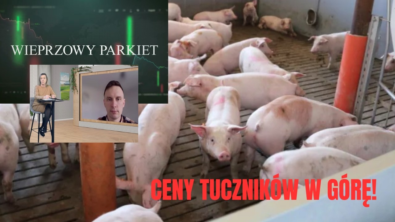 Ceny tuczników dalej rosną! (12.03.2026) Nawet 40-60 gr/kg więcej! Wieprzowy parkiet