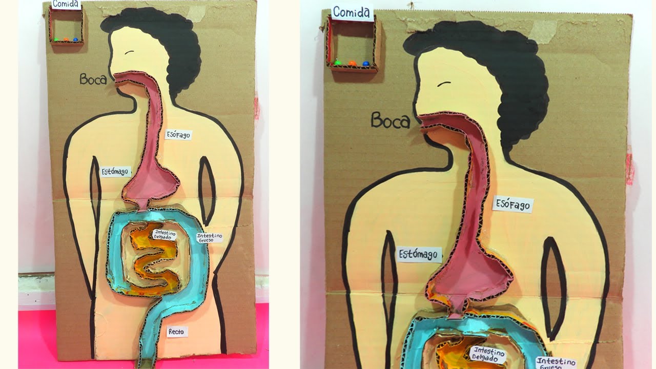 MAQUETA del SISTEMA DIGESTIVO / Model of the digestive system
