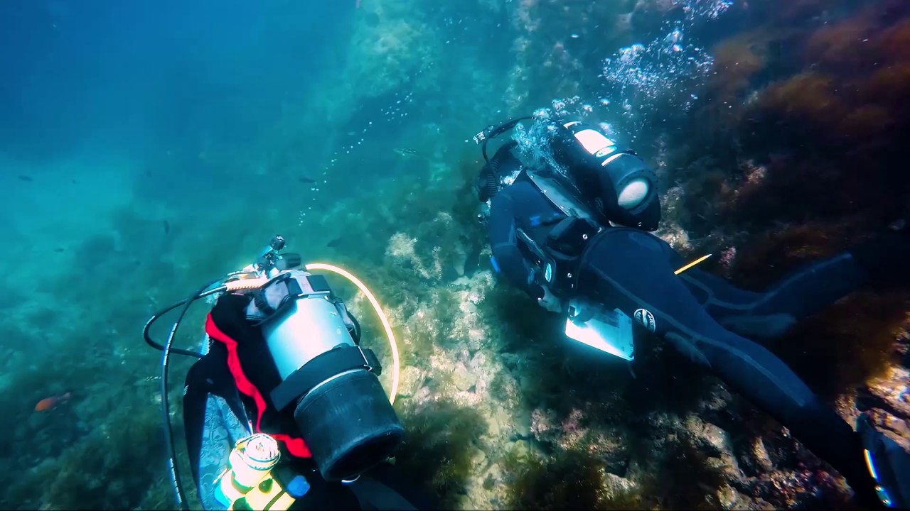 Your Earth Is Blue: How You Can Help Fight Invasive Species