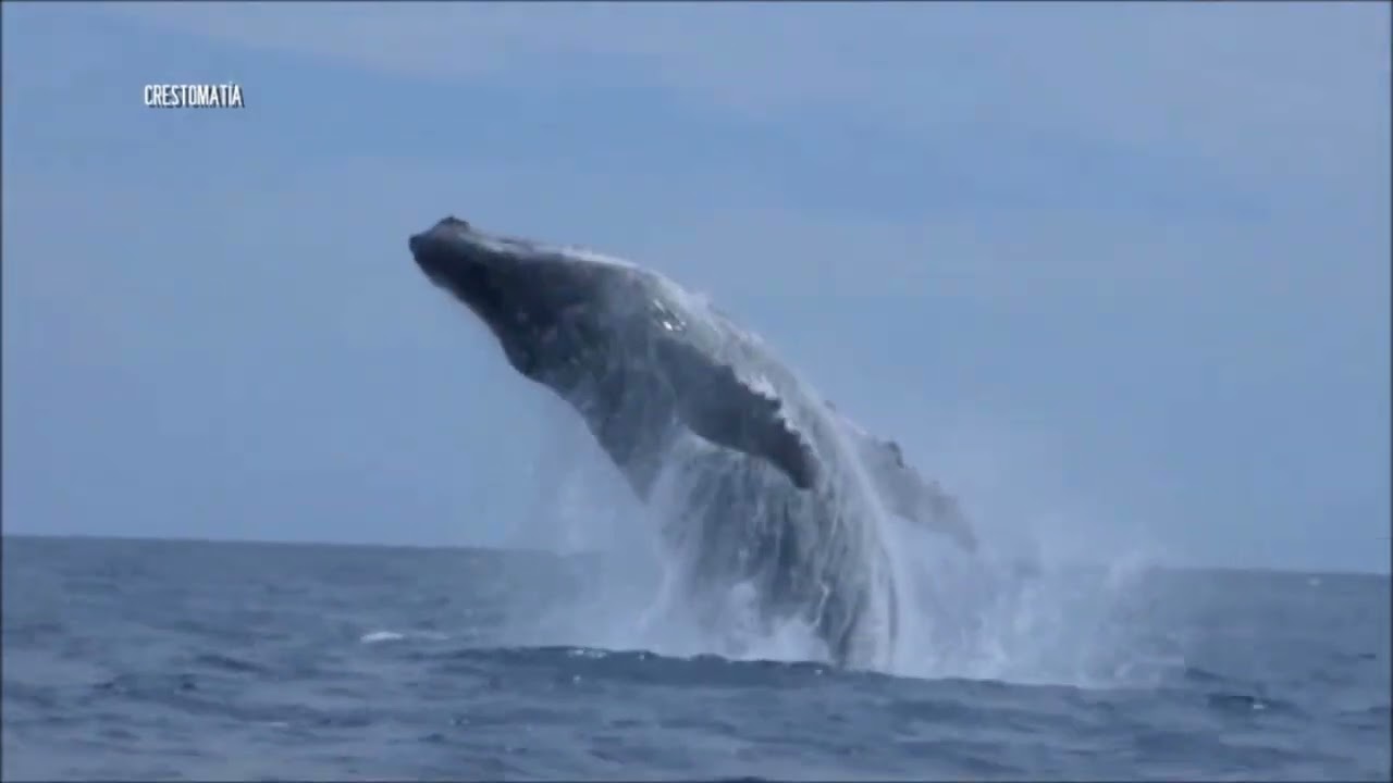 Récord de ballenas jorobadas en Vallarta | CPS Noticias Puerto Vallarta