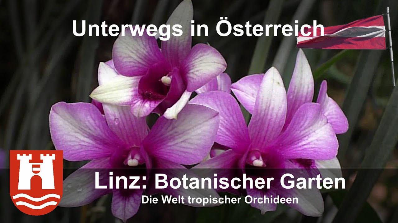Linz: Botanischer Garten - Die Welt tropischer Orchideen (O.&Ouml;.)